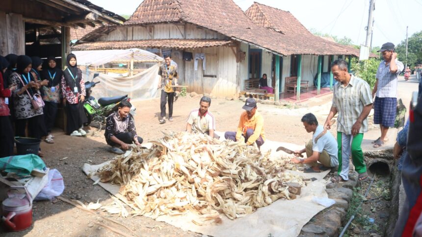 formakip, formakip uin walisongo, uin walisongo dharmakip, pengabdian masyarakat, pengolahan limbah jagung
